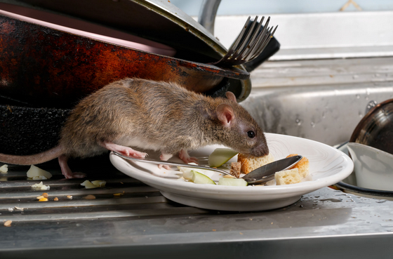 Platinum Bat Removal LLC