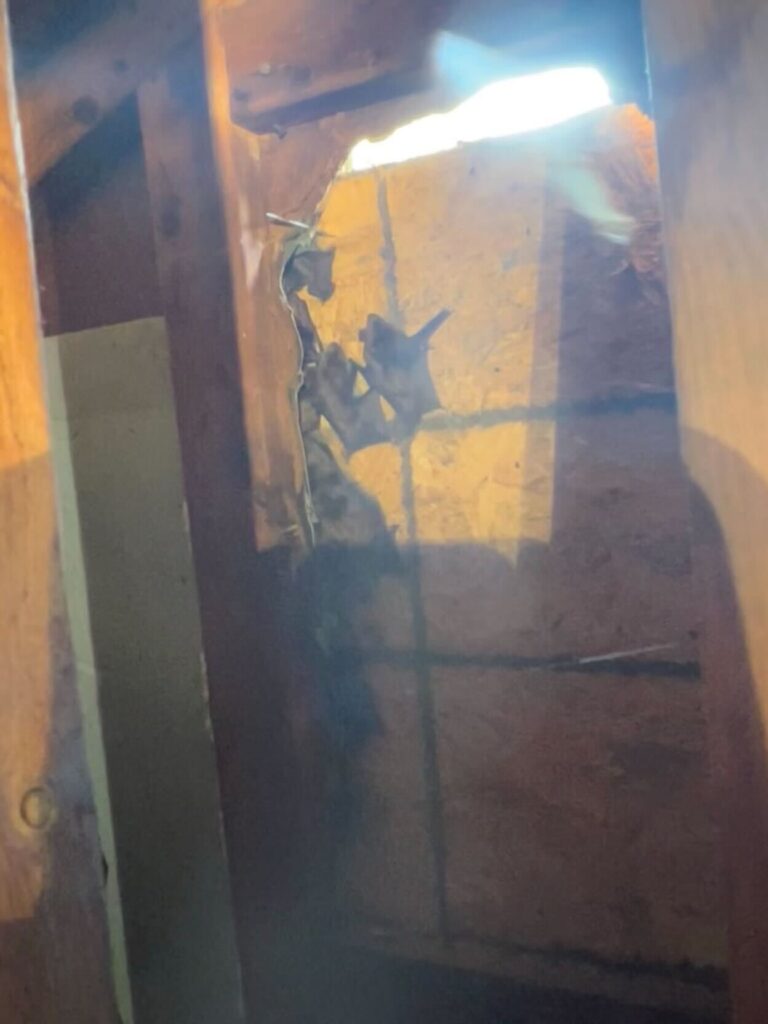 Platinum Bat Removal LLC